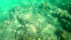 Prionurus laticlavius