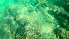 Prionurus laticlavius