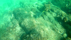 Prionurus laticlavius