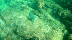 Prionurus laticlavius