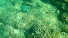 Prionurus laticlavius