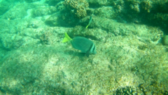 Prionurus laticlavius