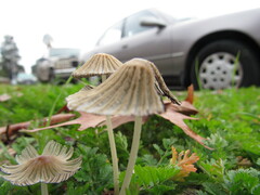 Setulosi
