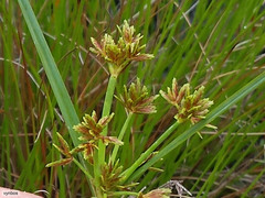 Cyperus sphaerospermus