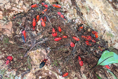Dysdercus fulvoniger