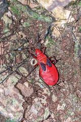 Dysdercus fulvoniger