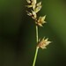 Carex brunnescens - Photo (c) Paul Marcum, algunos derechos reservados (CC BY-NC), subido por Paul Marcum