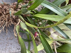 Maxillaria variabilis
