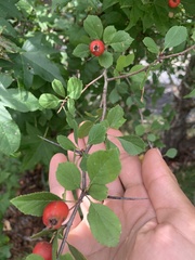 Crataegus punctata
