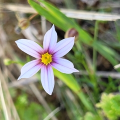 Sisyrinchium rosulatum