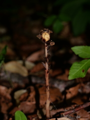 Monotropa hypopitys hypopitys