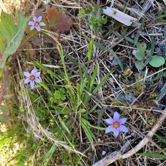 Sisyrinchium rosulatum