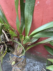 Maxillaria densa