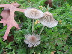 Setulosi