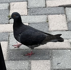 Columba livia domestica