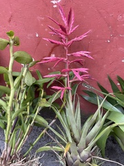 Tillandsia gymnobotrya