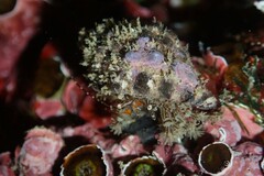 Pseudopaguristes monoporus