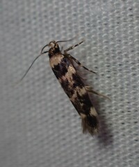 Macrobathra bigerella