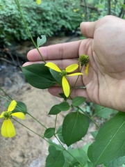 Rudbeckia laciniata