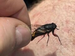 Yoyetta spectabilis