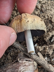 Coprinellus bipellis