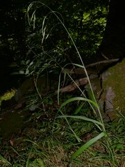 Bromus ramosus