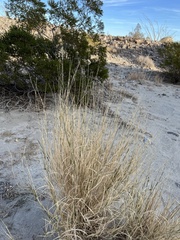 Hilaria rigida