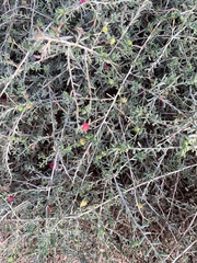 Enchylaena tomentosa