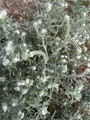 Johnstonella angustifolia