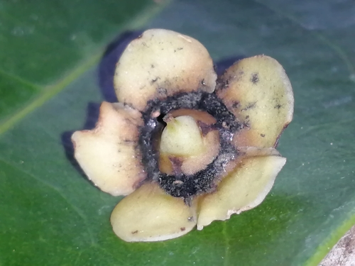 Salacia impressifolia