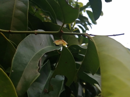 Salacia impressifolia, photograph 1