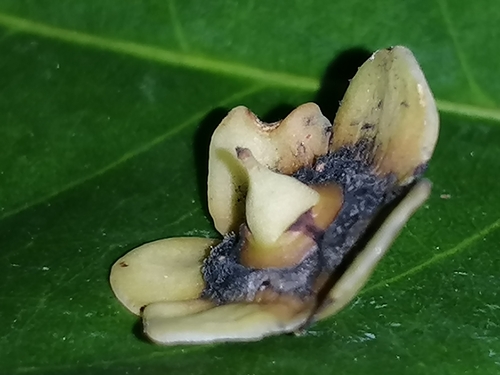 Salacia impressifolia, photograph 2