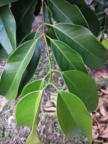 Salacia impressifolia, photograph 3
