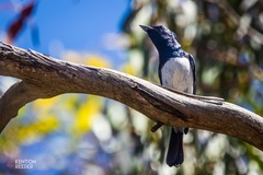 Myiagra cyanoleuca