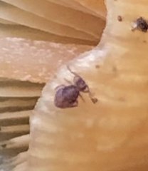Dicyrtomidae