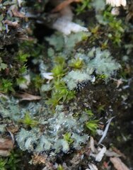 Phaeophyscia hirsuta