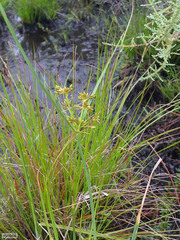 Cyperus sphaerospermus