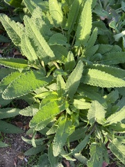 Salvia spathacea