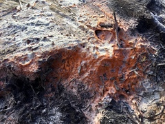 Fusicolla merismoides