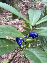 Symplocos cyanocarpa