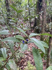 Symplocos cyanocarpa