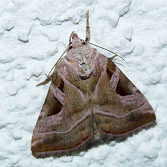 Eucarta virgo