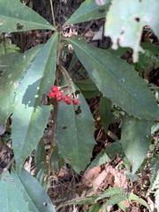 Ardisia cornudentata morrisonensis
