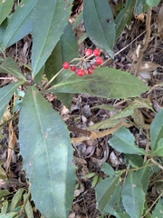 Ardisia cornudentata morrisonensis