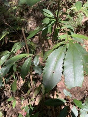 Ardisia cornudentata morrisonensis