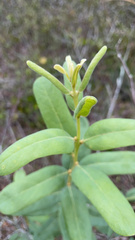 Asimina reticulata