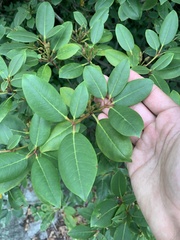 Rhododendron catawbiense