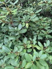 Rhododendron catawbiense