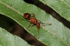 Notoncus spinisquamis