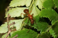 Notoncus spinisquamis